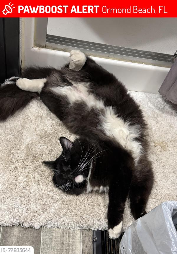 Lost Male Cat last seen Lodge pole, Ormond Beach, FL 32174