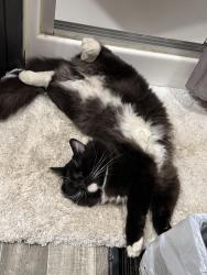 Lost Male Cat last seen Lodge pole, Ormond Beach, FL 32174
