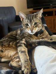 Lost Male Cat last seen Nexus/Valencia , Tucson, AZ 85747