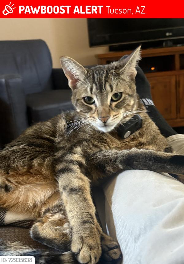 Lost Male Cat last seen Nexus/Valencia , Tucson, AZ 85747