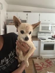 Found/Stray Female Dog last seen Lorna Ct, Elk Grove, CA 95624