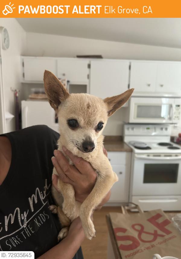 Found/Stray Female Dog last seen Lorna Ct, Elk Grove, CA 95624