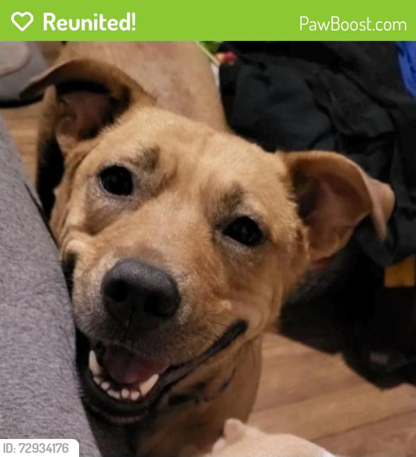 Reunited Female Dog last seen Rosedale Park san antonio tx 78228, San Antonio, TX 78207