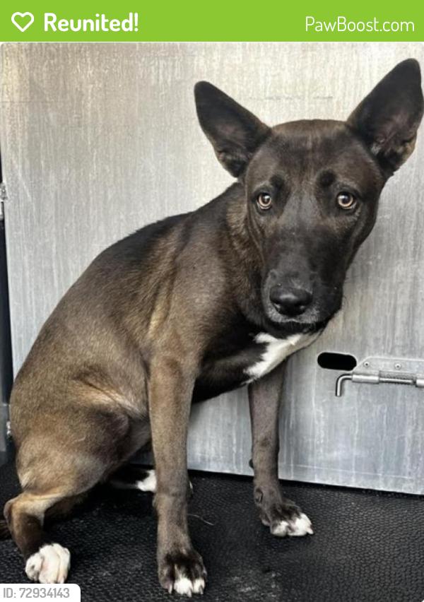 Reunited Female Dog last seen Rosedale Park, San Antonio, TX 78207