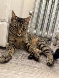 Found/Stray Male Cat last seen N Damen & Fargo, Chicago, IL 60626