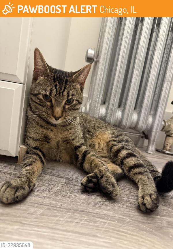 Found/Stray Male Cat last seen N Damen & Fargo, Chicago, IL 60626