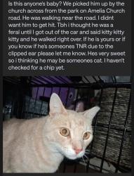 Found/Stray Male Cat last seen By the road at the Church across from the parkparking lot on Amelia Church Road, Clayton, NC 27520