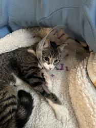 Lost Female Cat last seen Royal Oak Hts, Calgary, AB T3G