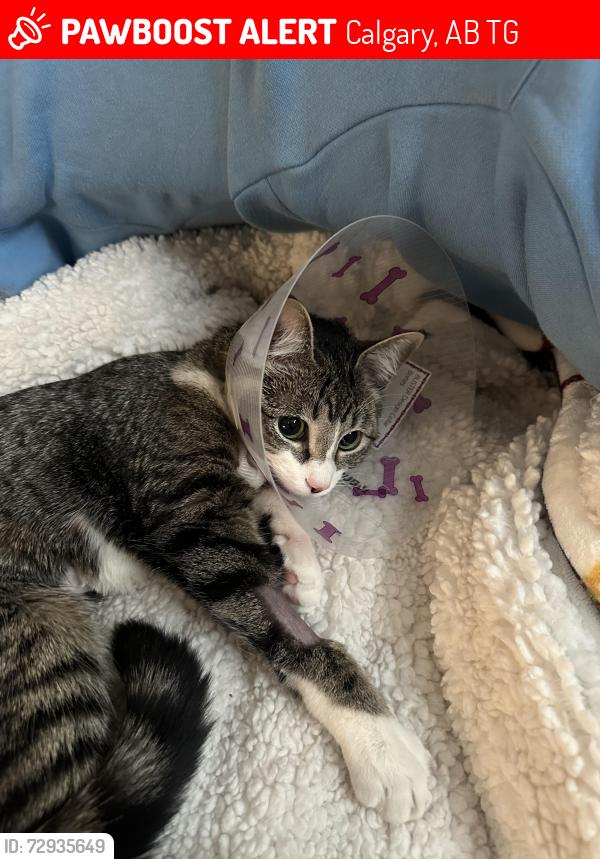 Lost Female Cat last seen Royal Oak Hts, Calgary, AB T3G