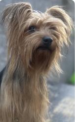 Reunited Male Dog last seen Near central ave , Chino, CA 91710