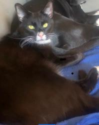 Reunited Male Cat last seen Broadway, New York, NY 10025