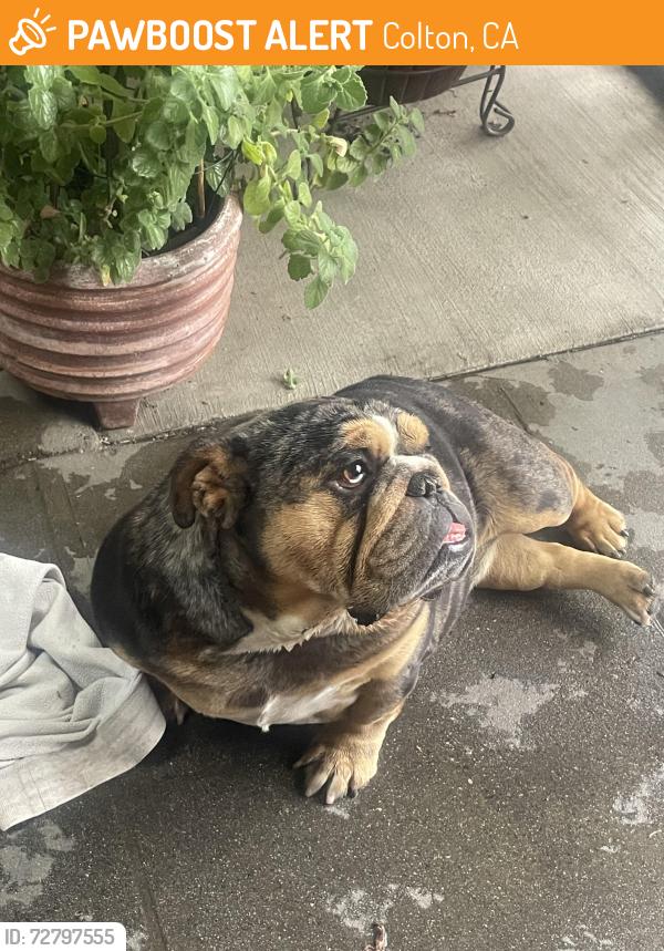 Found/Stray Female Dog last seen Foothill and eucalyptus, Colton, CA 92324