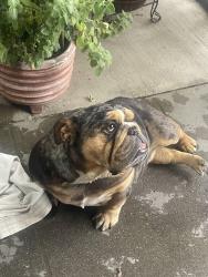 Found/Stray Female Dog last seen Foothill and eucalyptus, Colton, CA 92324