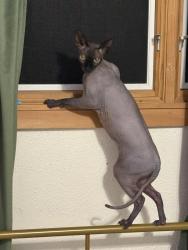 Reunited Male Cat last seen Woodhue and William Canon, Austin, TX 78745