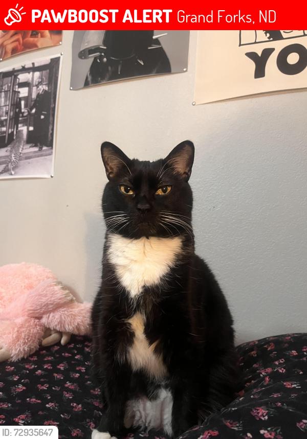 Lost Female Cat last seen S 40th St and 13th Ave S, Grand Forks, ND 58201