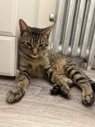 Found/Stray Male Cat last seen N Damen & W Fargo, Chicago, IL 60626