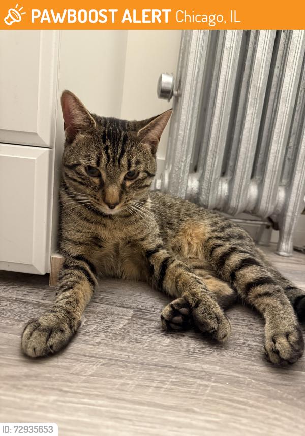 Found/Stray Male Cat last seen N Damen & W Fargo, Chicago, IL 60626