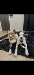 Reunited Male Dog last seen Fannin middle school, Amarillo, TX 79103