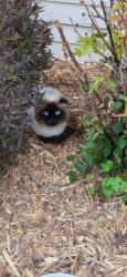Found/Stray Unknown Cat last seen Allouez Ave, Bellevue, WI 54311