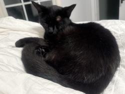 Reunited Male Cat last seen Hamilton Lakes Park Area, Greensboro, NC 27410