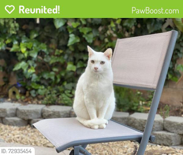 Reunited Male Cat last seen Carol & Moredon, Abington Township, PA 19046