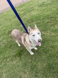 Reunited Female Dog last seen May and memorial , Oklahoma City, OK 73120