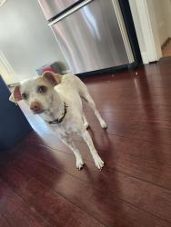 Reunited Male Dog last seen NE Ainsworth and NE 22nd, Portland, OR 97211