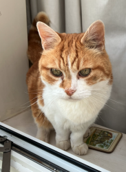 Lost Male Cat last seen Cuckoo Bushes Lane, Chandler's Ford, England SO53 1JX