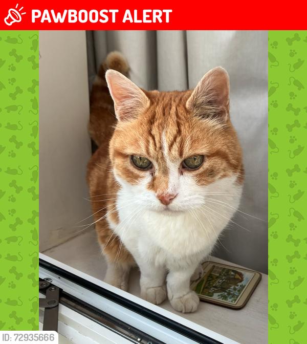 Lost Male Cat last seen Cuckoo Bushes Lane, Chandler's Ford, England SO53 1JX