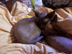 Lost Male Cat last seen Treasure cove , Austin, TX 78745