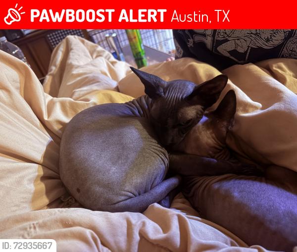 Lost Male Cat last seen Treasure cove , Austin, TX 78745