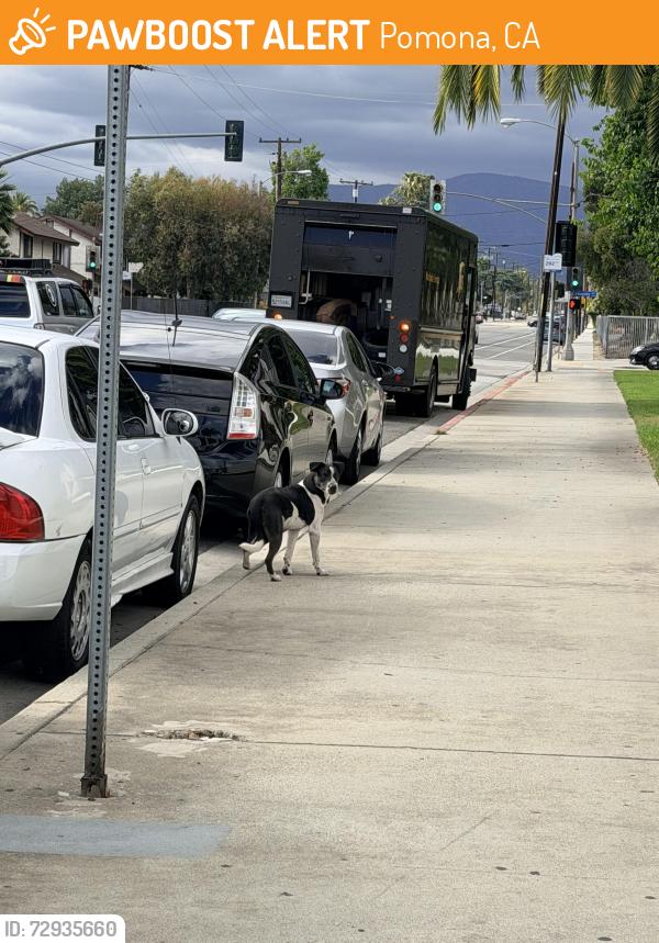Found/Stray Unknown Dog last seen Kingsley and San Antonio , Pomona, CA 91767