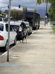 Found/Stray Unknown Dog last seen Kingsley and San Antonio , Pomona, CA 91767