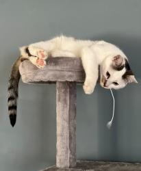 Reunited Female Cat last seen Albert road, Arlington, NY 12603
