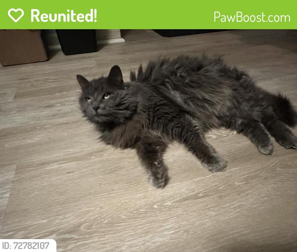 Reunited Female Cat last seen Hetz Drive - (Montgomery Towne cndmniums), Cincinnati, OH 45242