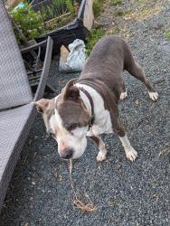 Reunited Female Dog last seen Near bean rd, Auburn, CA 95603