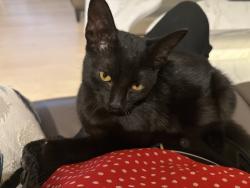 Found/Stray Unknown Cat last seen Devonshire Court, Danville, CA, Danville, CA 94506