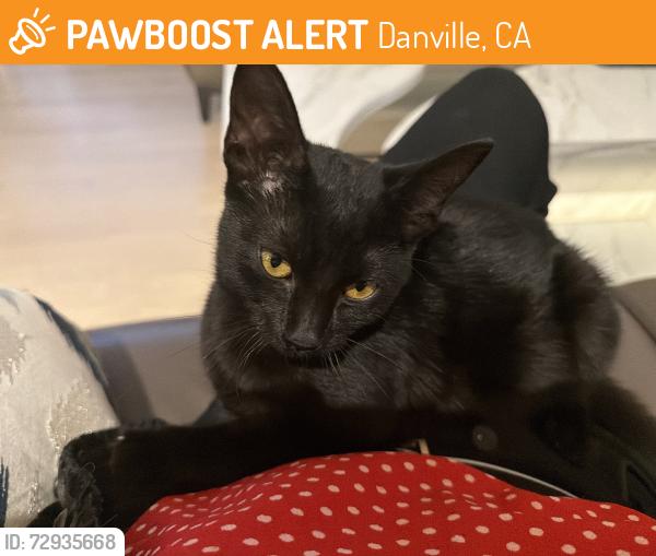 Found/Stray Unknown Cat last seen Devonshire Court, Danville, CA, Danville, CA 94506