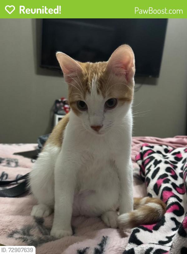 Reunited Male Cat last seen Russelfield ln, Houston, TX 77049