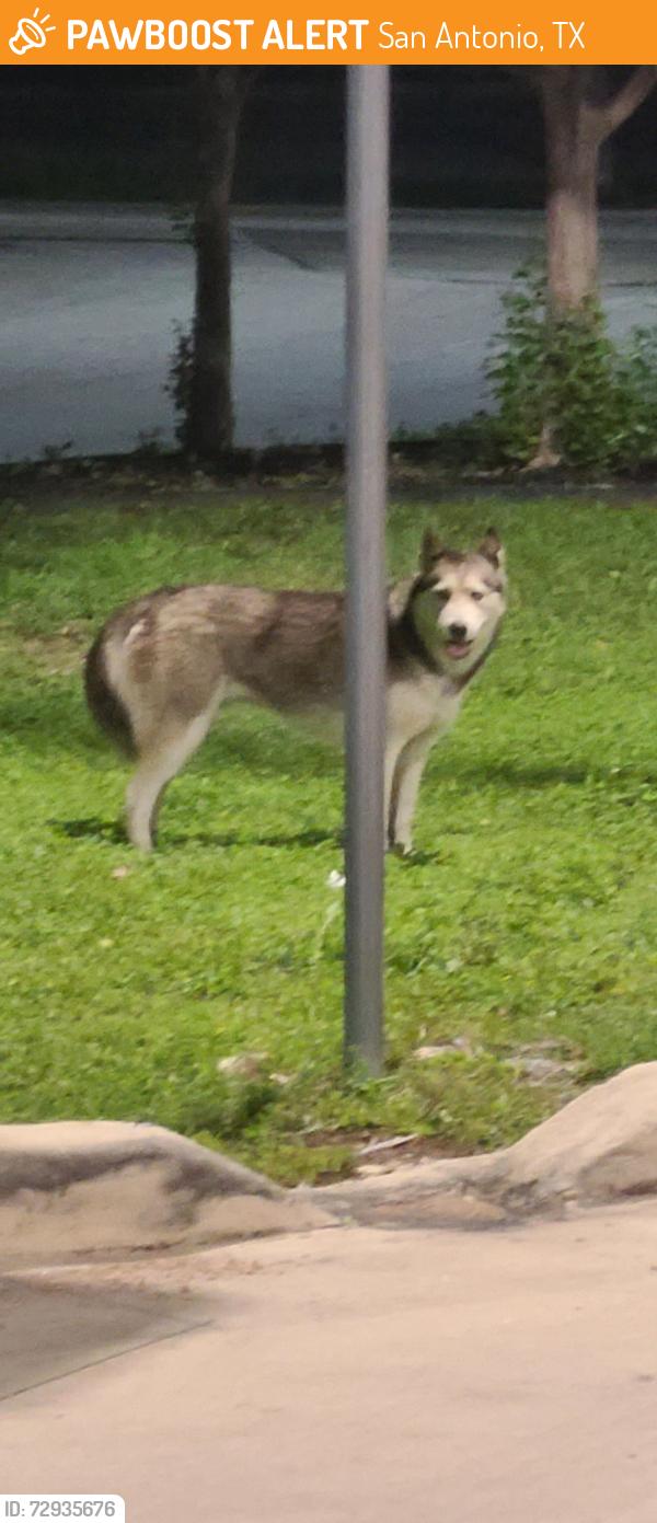 Found/Stray Unknown Dog last seen Golden Chick, San Antonio, TX 78211