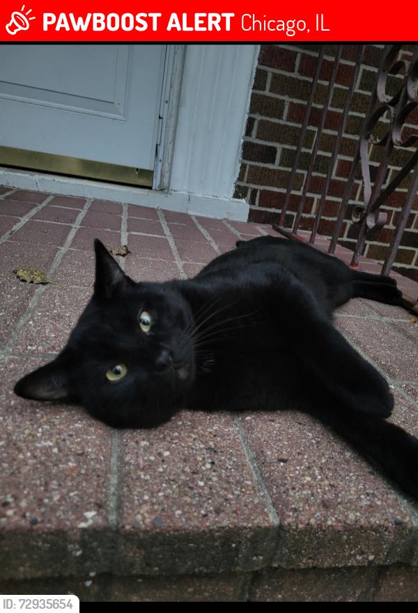 Lost Male Cat last seen 59th w Trip, Chicago, IL 60629