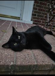 Lost Male Cat last seen 59th w Trip, Chicago, IL 60629
