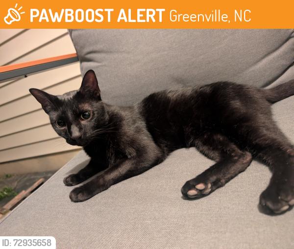 Found/Stray Unknown Cat last seen Near Cambria drive, , Greenville, NC 27834