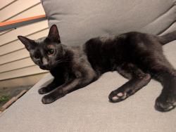 Found/Stray Unknown Cat last seen Near Cambria drive, , Greenville, NC 27834