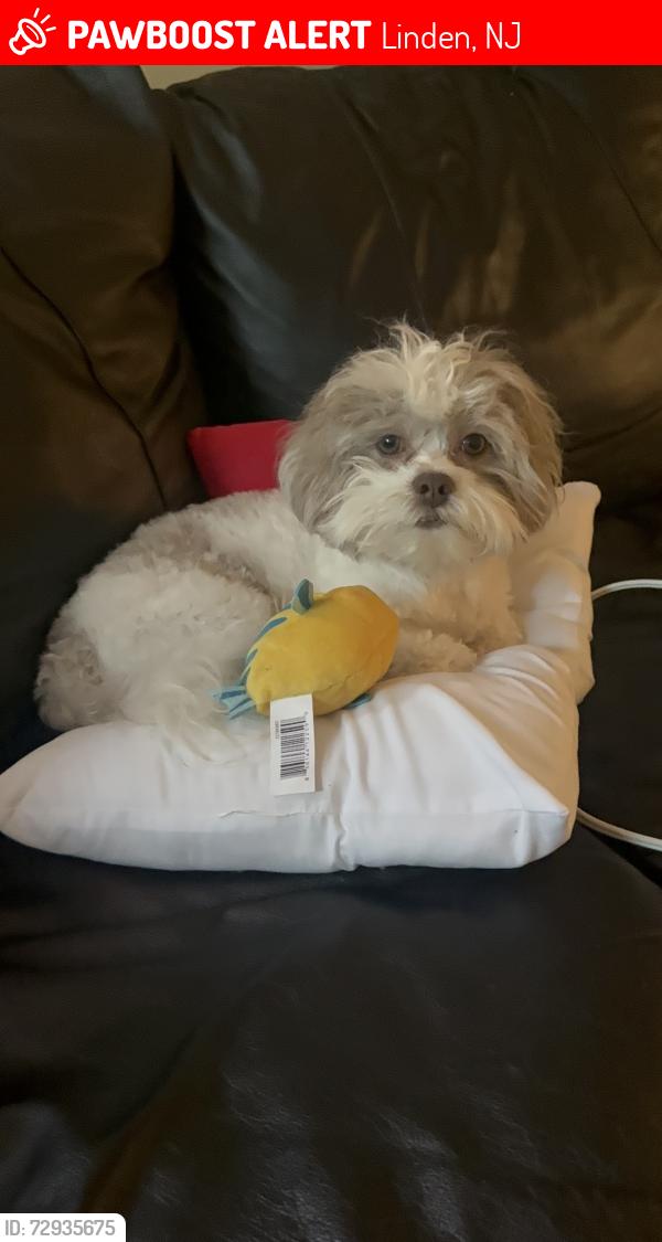 Lost Male Dog last seen Near east price street linden nj, Linden, NJ 07036
