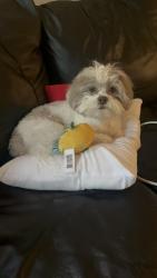 Lost Male Dog last seen Near east price street linden nj, Linden, NJ 07036