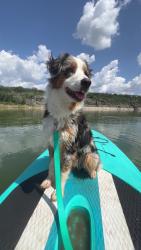 Reunited Male Dog last seen Near County Road 3598, Boyd, TX 76023, USA, Boyd, TX 76023