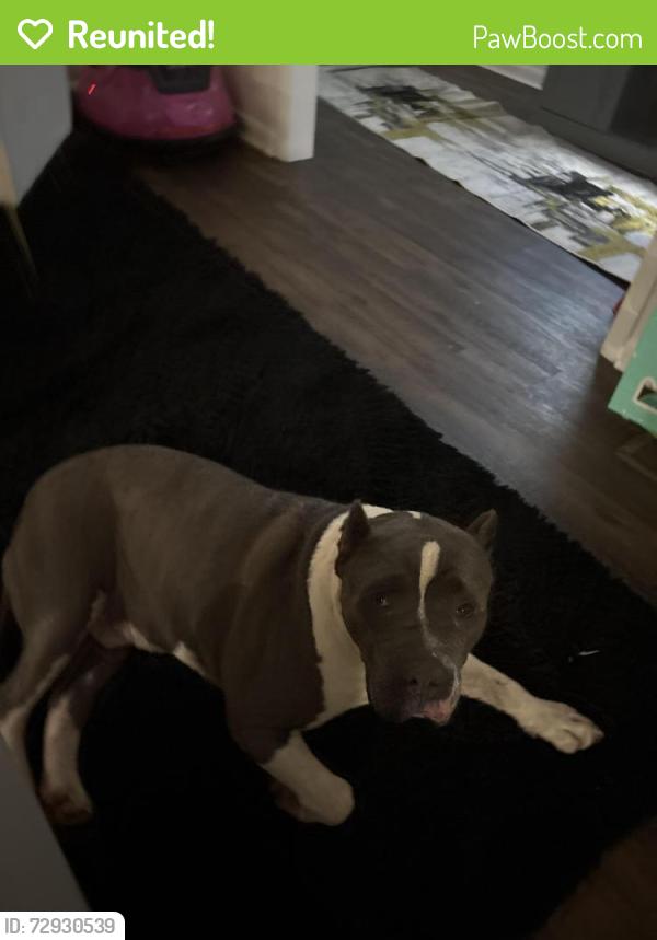 Reunited Male Dog last seen Old Springville Rd near North Clay Baptist Church, Pinson, AL 35126