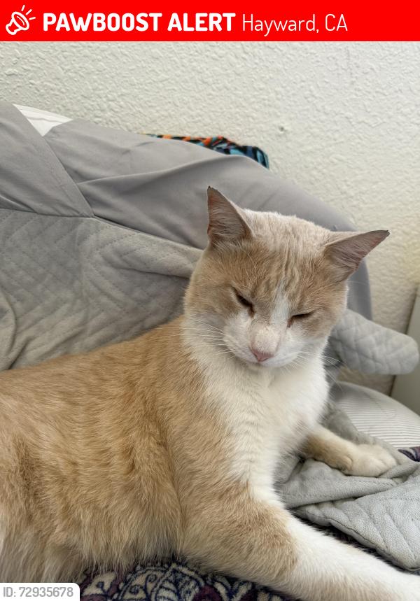 Lost Male Cat last seen Florida St Hayward, CA , Hayward, CA 94545