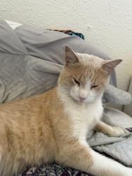 Lost Male Cat last seen Florida St Hayward, CA , Hayward, CA 94545